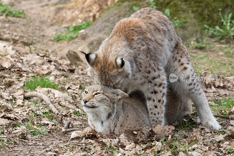 交配欧亚猞猁(lynx lynx)